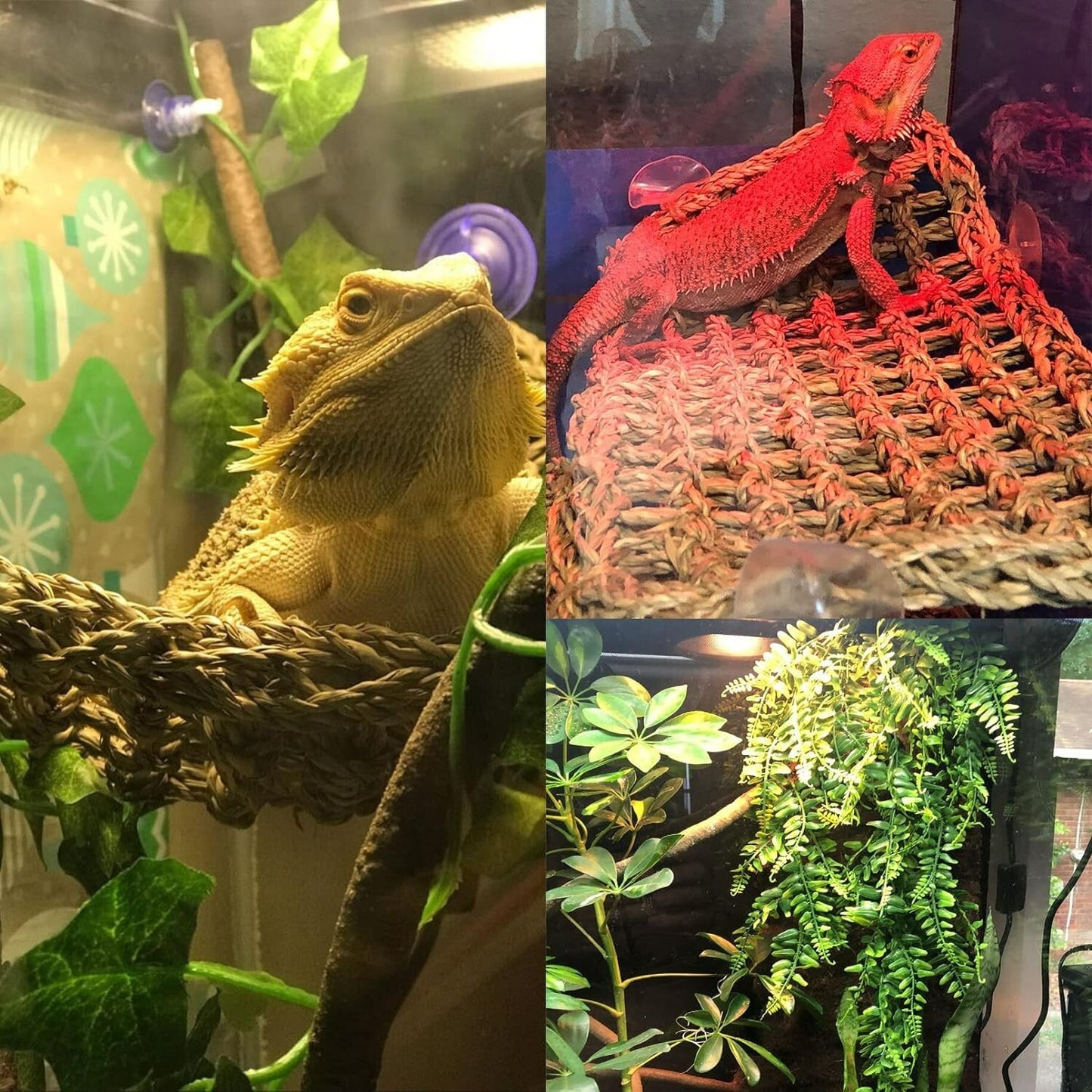 Reptile Habitat Skull Decoration Bearded Dragon Tank Accessories New